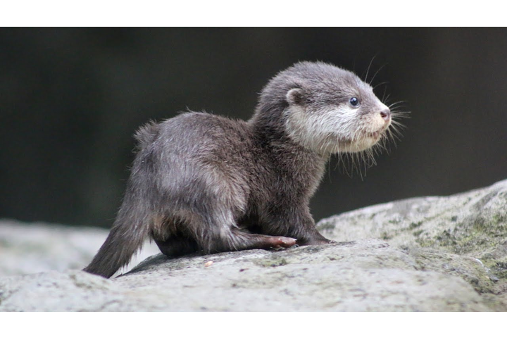 Otter 2